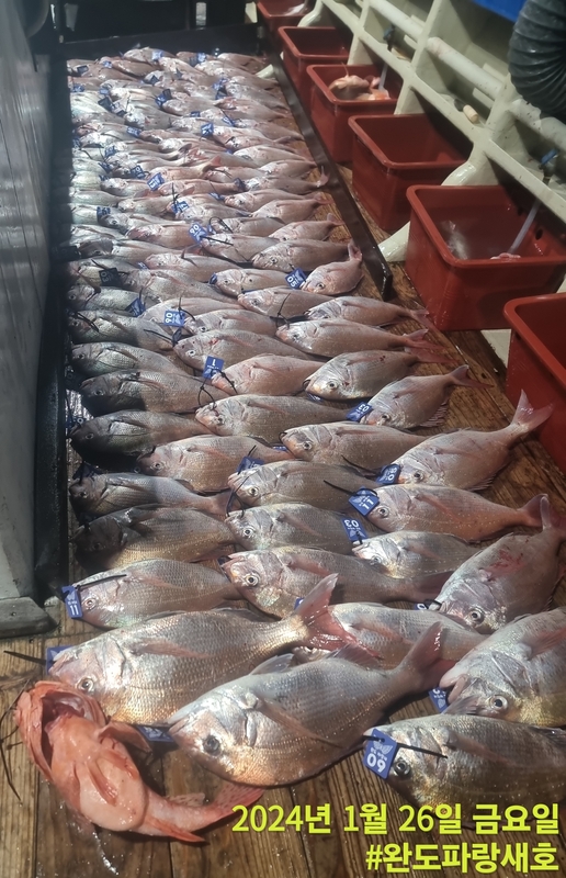 완도파랑새호(블루버드호)의 조황일지 이미지 - 5