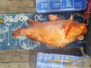 12월9일 참돔 타이라바 조황 선상낚시로 잡은 물고기 조황