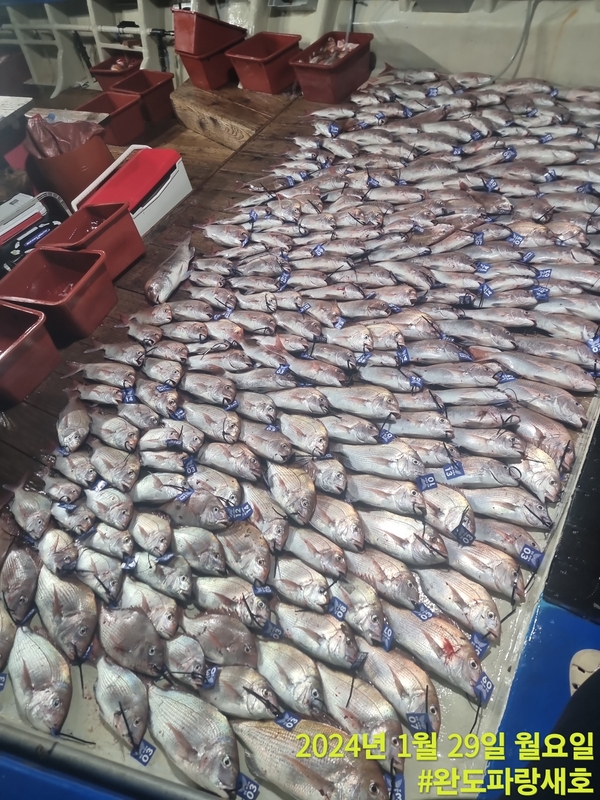 완도파랑새호(블루버드호)의 조황일지 이미지 - 3