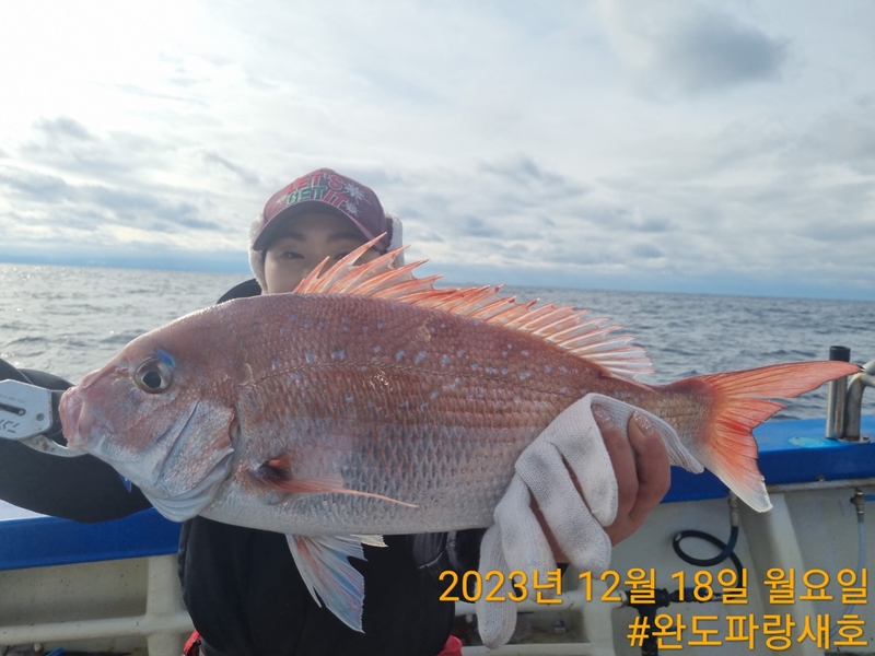 완도파랑새호(블루버드호)의 조황일지 이미지 - 5
