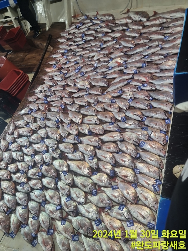 완도파랑새호(블루버드호)의 조황일지 이미지 - 1