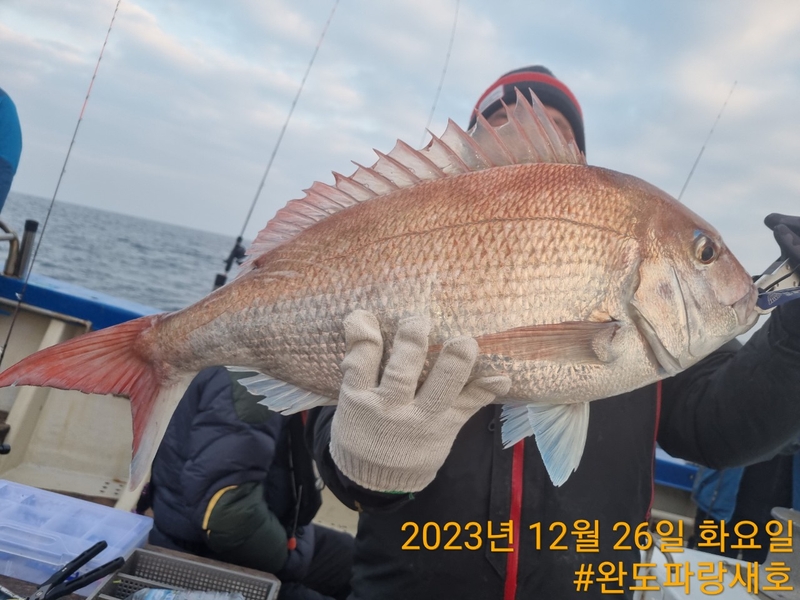 완도파랑새호(블루버드호)의 조황일지 이미지 - 9