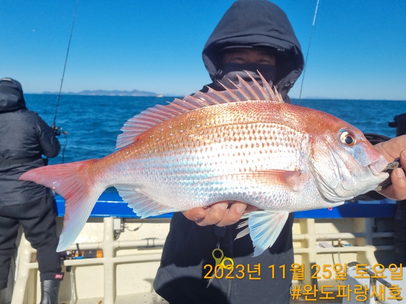 완도파랑새호(블루버드호)의 조황일지 이미지 - 3
