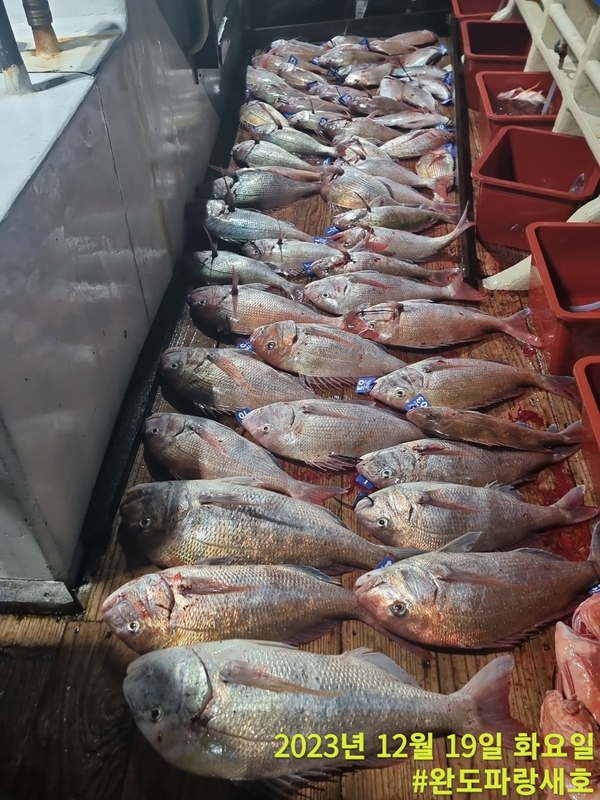 완도파랑새호(블루버드호)의 조황일지 이미지 - 0