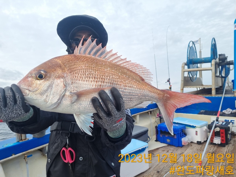 완도파랑새호(블루버드호)의 조황일지 이미지 - 16