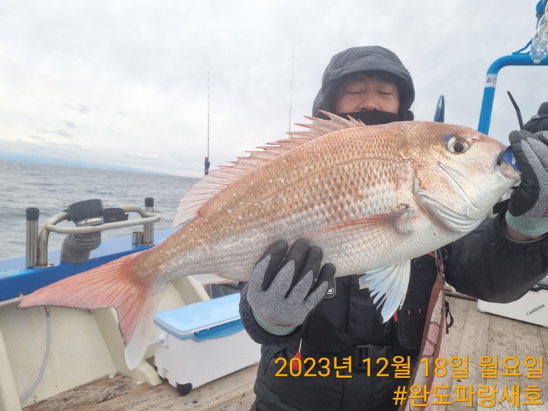 완도파랑새호(블루버드호)의 조황일지 이미지 - 17