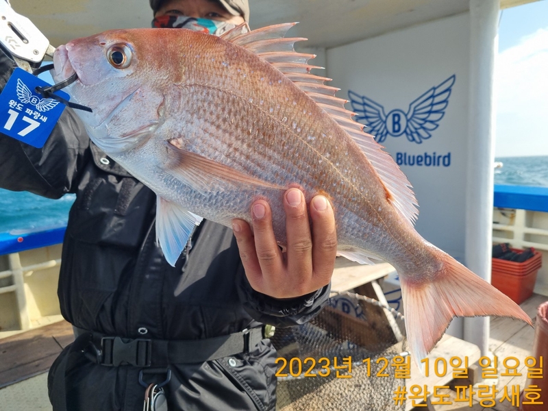 완도파랑새호(블루버드호)의 조황일지 이미지 - 12