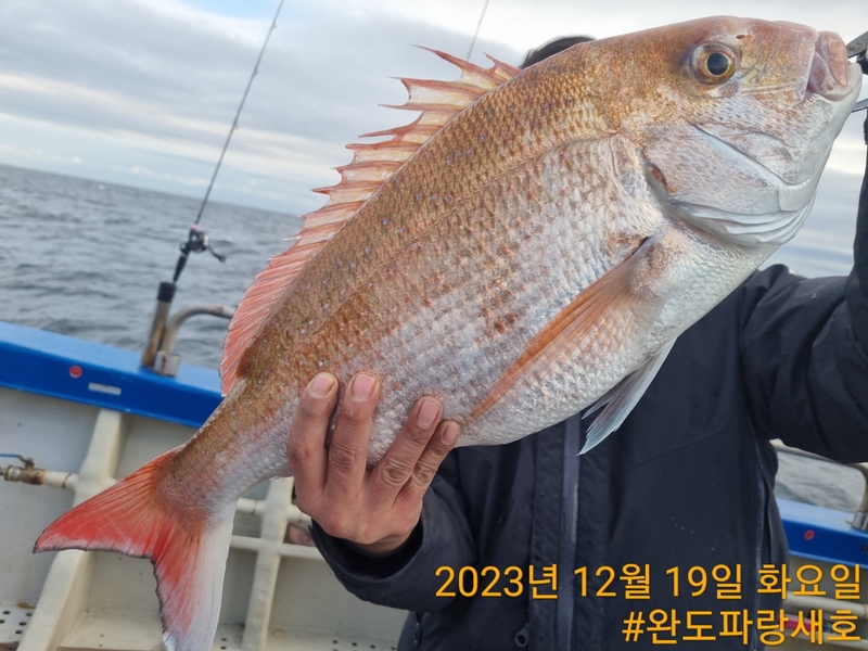 완도파랑새호(블루버드호)의 조황일지 이미지 - 12