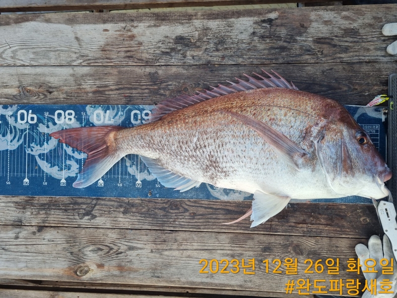 완도파랑새호(블루버드호)의 조황일지 이미지 - 4