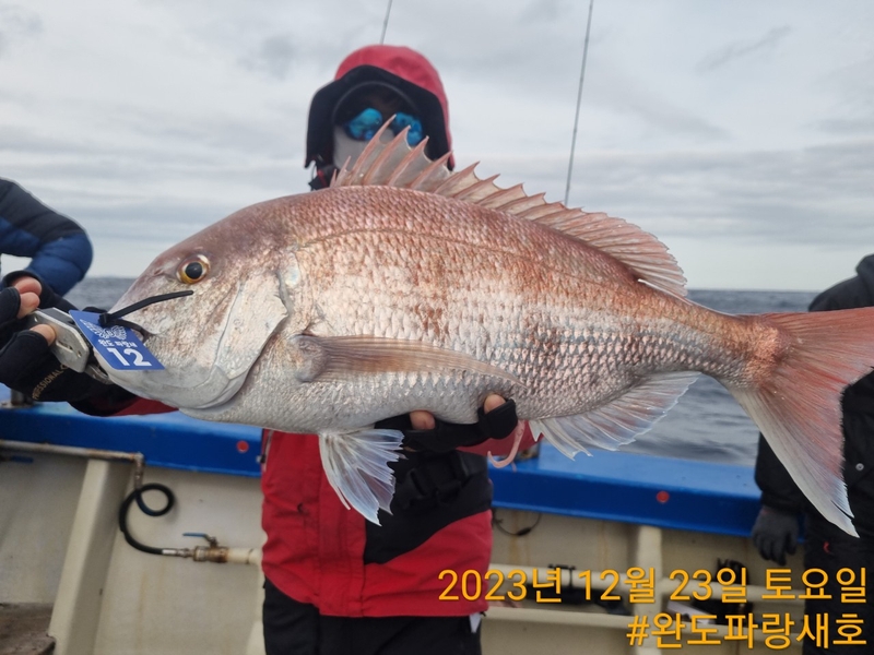 완도파랑새호(블루버드호)의 조황일지 이미지 - 4