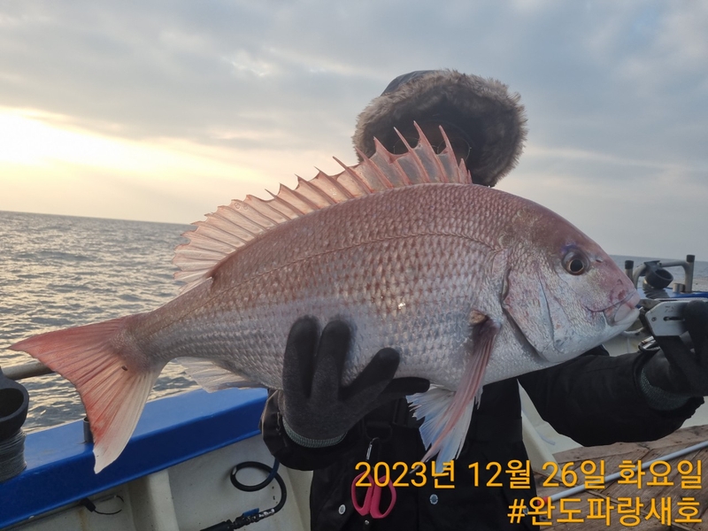 완도파랑새호(블루버드호)의 조황일지 이미지 - 14