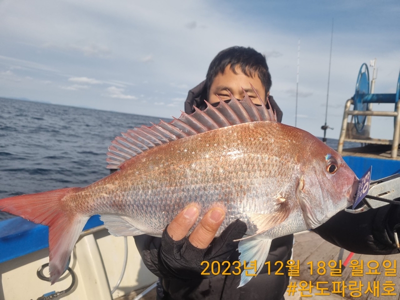 완도파랑새호(블루버드호)의 조황일지 이미지 - 8