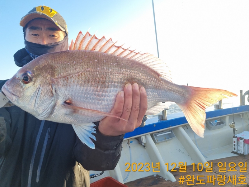 완도파랑새호(블루버드호)의 조황일지 이미지 - 6