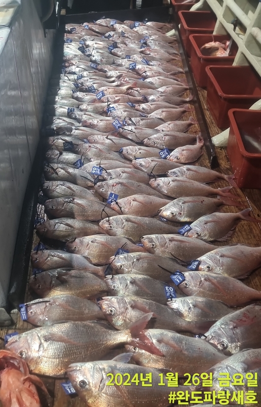 완도파랑새호(블루버드호)의 조황일지 이미지 - 0