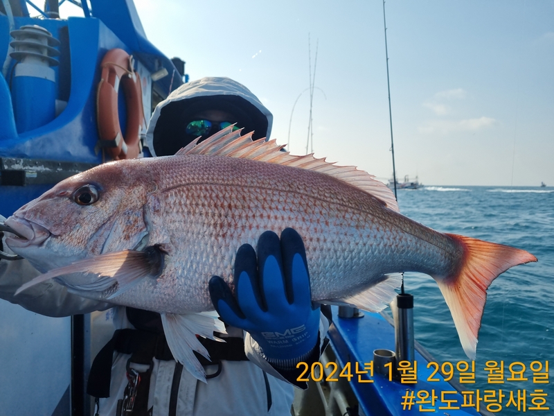 완도파랑새호(블루버드호)의 조황일지 이미지 - 9