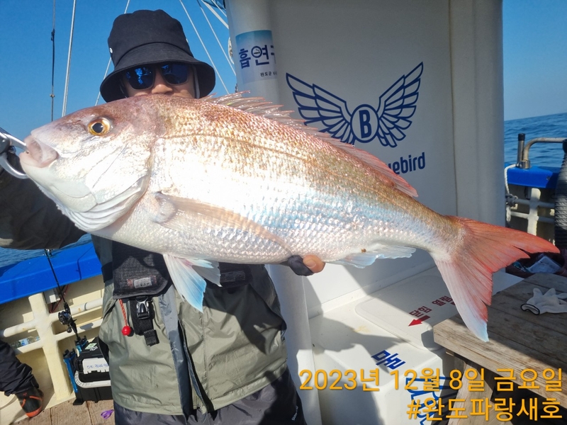 완도파랑새호(블루버드호)의 조황일지 이미지 - 8