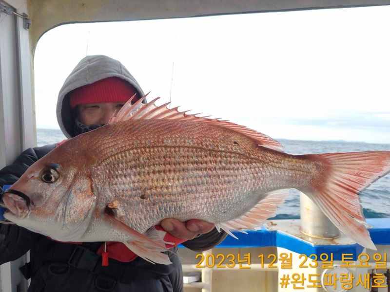 완도파랑새호(블루버드호)의 조황일지 이미지 - 5