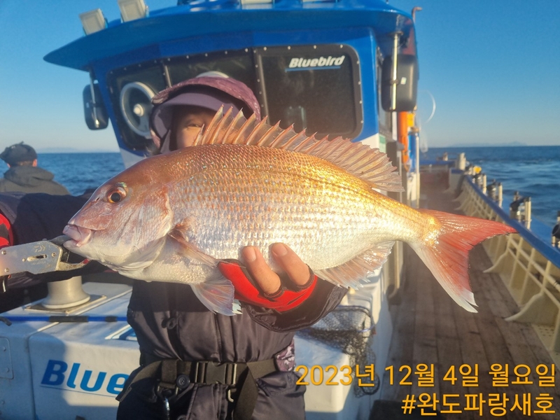 완도파랑새호(블루버드호)의 조황일지 이미지 - 5