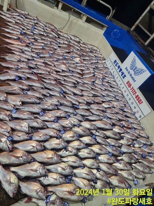 완도파랑새호(블루버드호)의 조황일지 이미지 - 2