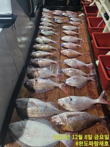 12월8일 참돔타이라바 조황 선상낚시로 잡은 물고기 조황