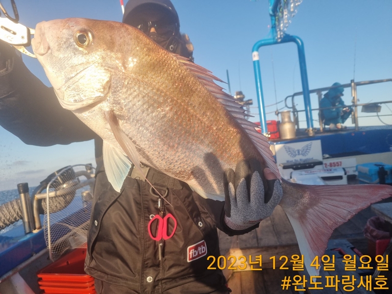 완도파랑새호(블루버드호)의 조황일지 이미지 - 16