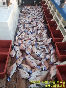 11월25일 참돔 타이라바 조황 선상낚시로 잡은 물고기 조황
