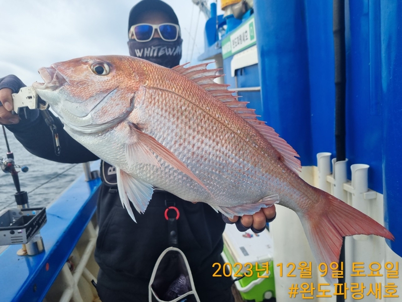 완도파랑새호(블루버드호)의 조황일지 이미지 - 9