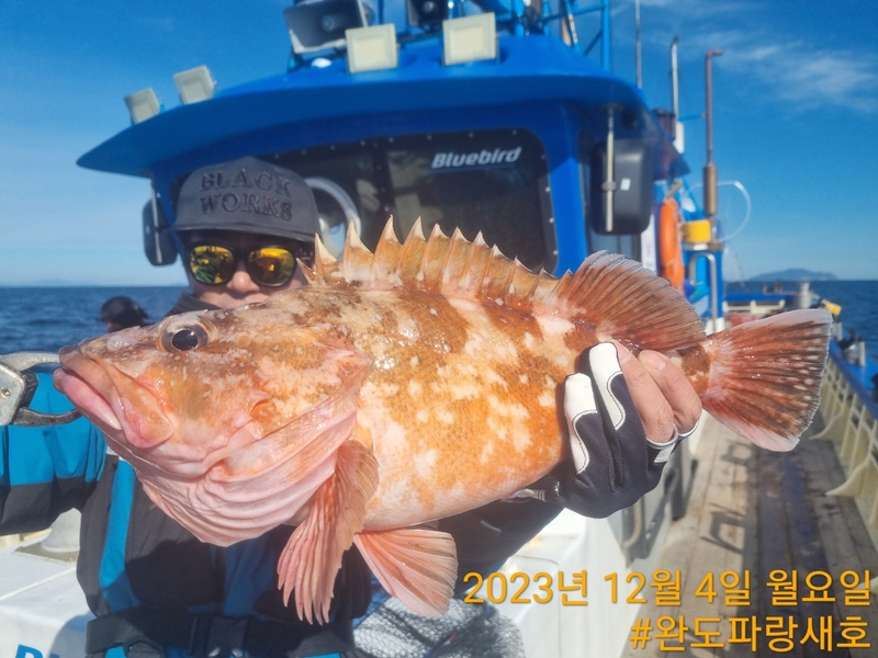 완도파랑새호(블루버드호)의 조황일지 이미지 - 18