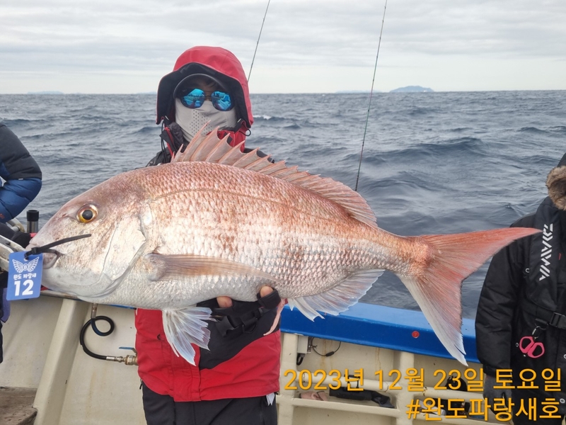 완도파랑새호(블루버드호)의 조황일지 이미지 - 9