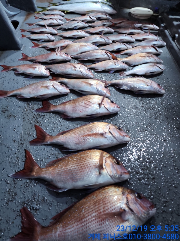 거제 피닉스호의 조황일지 이미지 - 10