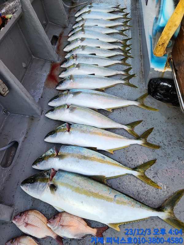 거제 피닉스호의 조황일지 이미지 - 1