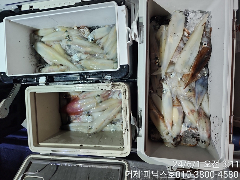 거제 피닉스호의 조황일지 이미지 - 6