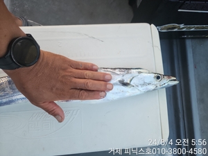 갈치텐빈,메탈게임 쿨러조황 입니다 선상낚시로 잡은 물고기 조황