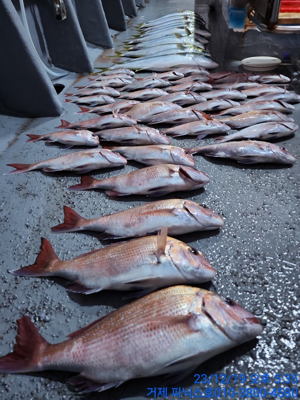 거제 피닉스호의 조황일지 이미지 - 7