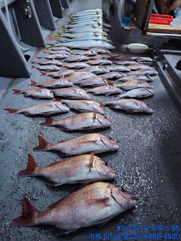 거제 피닉스호의 조황일지 이미지 - 9