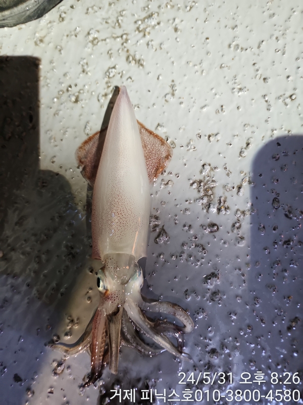 거제 피닉스호의 조황일지 이미지 - 1