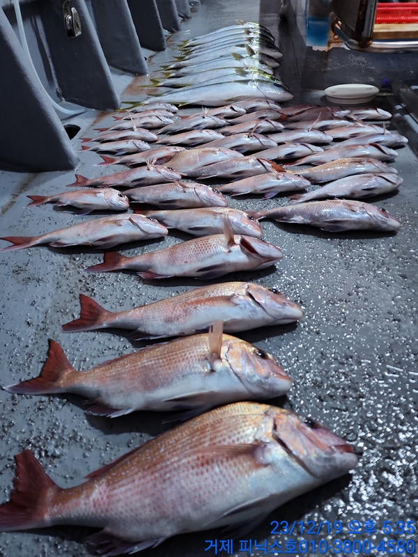 거제 피닉스호의 조황일지 이미지 - 8