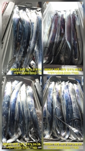 텐긴 3지4지 정말 씨알 좋습니다 마릿수도 대박 선상낚시로 잡은 물고기 조황