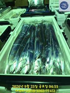갈치 텐빈 연이어 만쿨 조황 씨알 3지이상 선상낚시로 잡은 물고기 조황