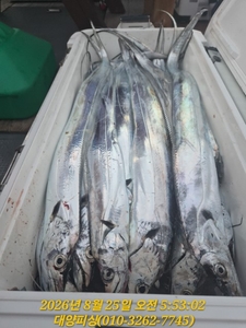 갈치텐빈 2.5지부터 4지 철수까지 꾸준한 입질 선상낚시로 잡은 물고기 조황
