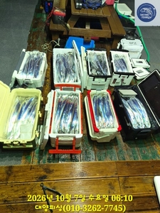 6일 텐야&텐빈 씨알급 전원만쿨 선상낚시로 잡은 물고기 조황