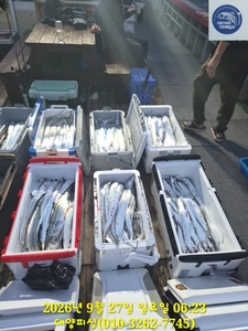 26일 원도권 갈치 좋은 씨알들 손맛 굿 선상낚시로 잡은 물고기 조황