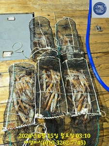 화살촉 평균 50~80수 선상낚시로 잡은 물고기 조황