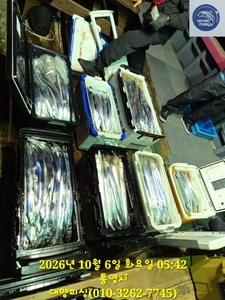 갈치텐빈 전원 3지4지 용가리까지 만쿨 초대박 선상낚시로 잡은 물고기 조황
