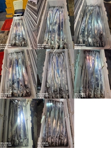 [[제주 뉴그린호(1호) 6월 9일 야간갈치 조황]] 선상낚시로 잡은 물고기 조황