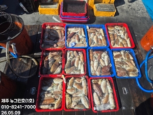 [[제주 뉴그린호(1호) 5월 9일 갑오징어조황]] 선상낚시로 잡은 물고기 조황