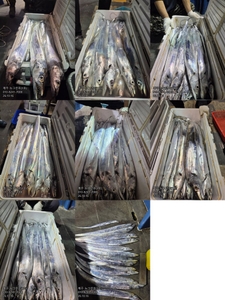 [[제주 뉴그린호(1호) 10월 16일 야간갈치 조황]] 선상낚시로 잡은 물고기 조황