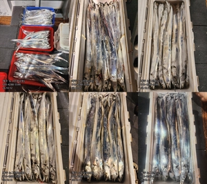 [[제주 뉴그린호(2호) 10월 12일 야간갈치 조황]] 선상낚시로 잡은 물고기 조황