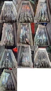 [[제주 뉴그린호(1호) 6월 14일 야간갈치 조황]] 선상낚시로 잡은 물고기 조황