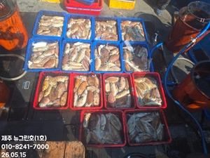 [[제주 뉴그린호(1호) 5월 15일 갑오징어조황]] 선상낚시로 잡은 물고기 조황
